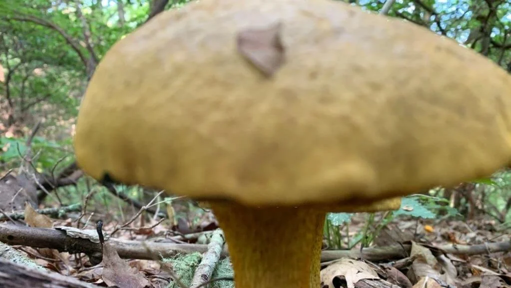 Appalachian Trail Mushroom