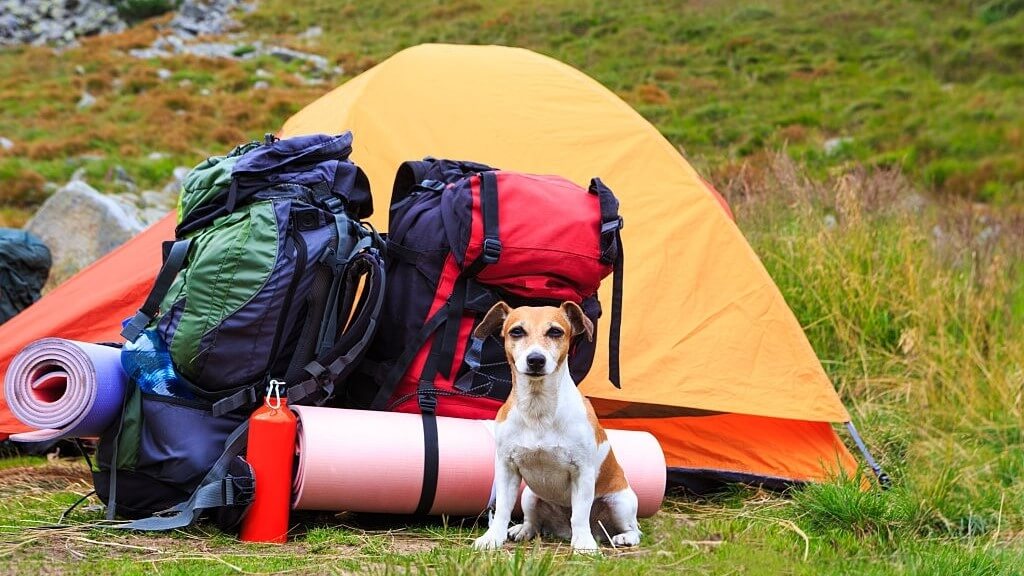 camping items near a tent guarded by dog