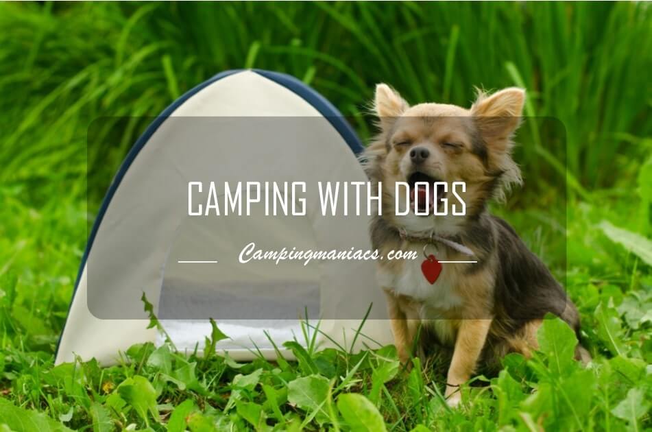 camping with dogs