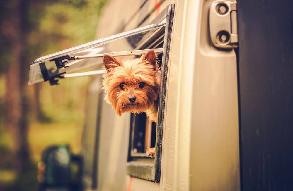 dog-in-rv