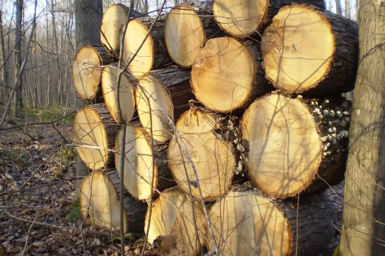 logs for campfire fuelwood