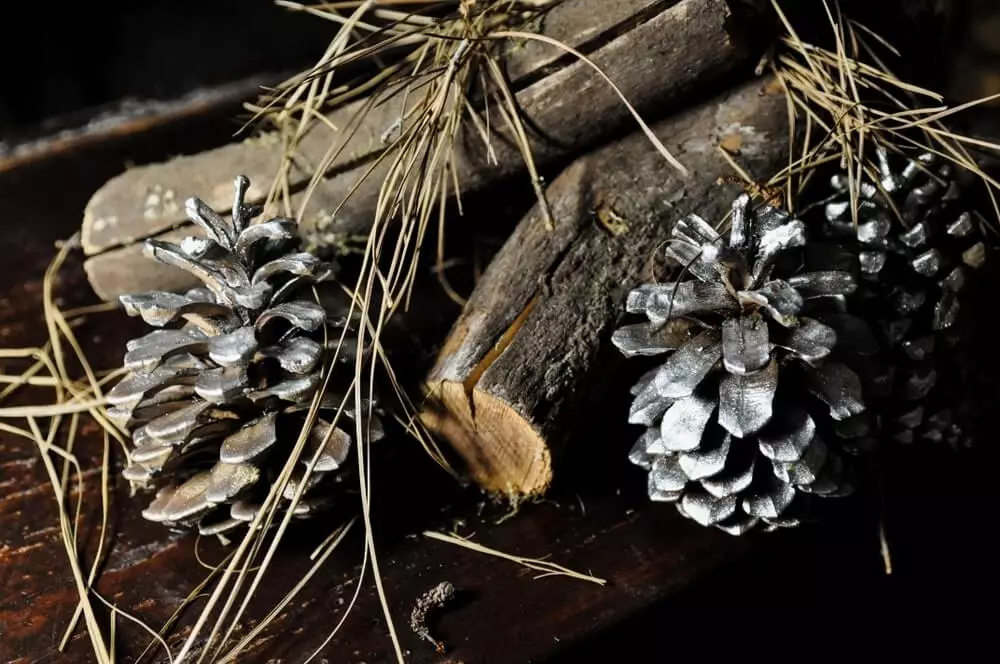 pinecones for startinf fire without matches
