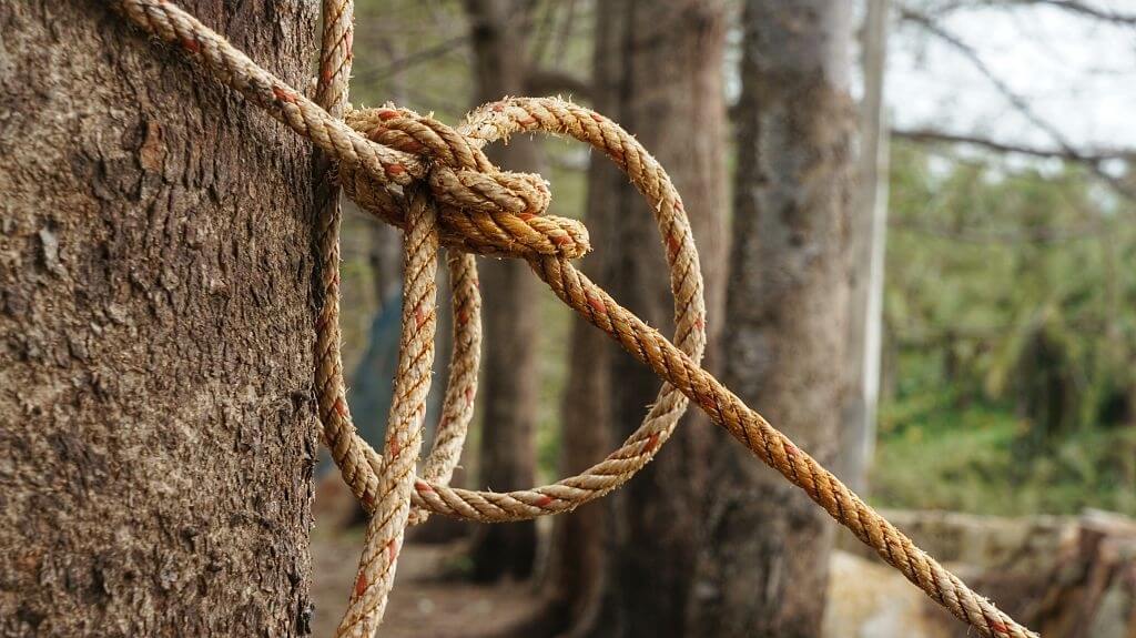 rope knot around a tree bark