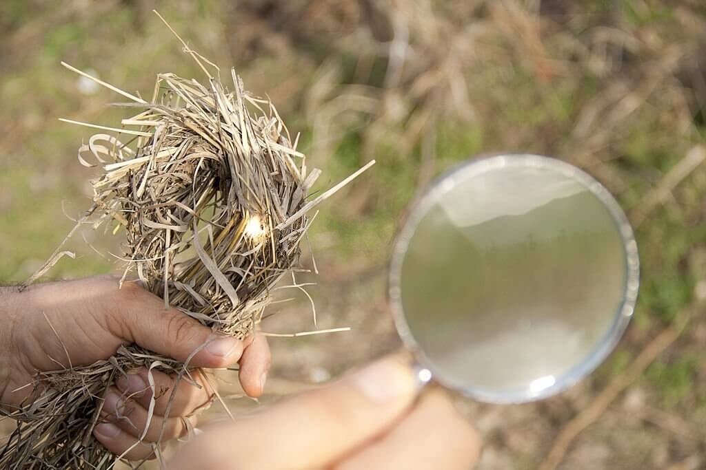 starting a fire with a magnifying glass and grass