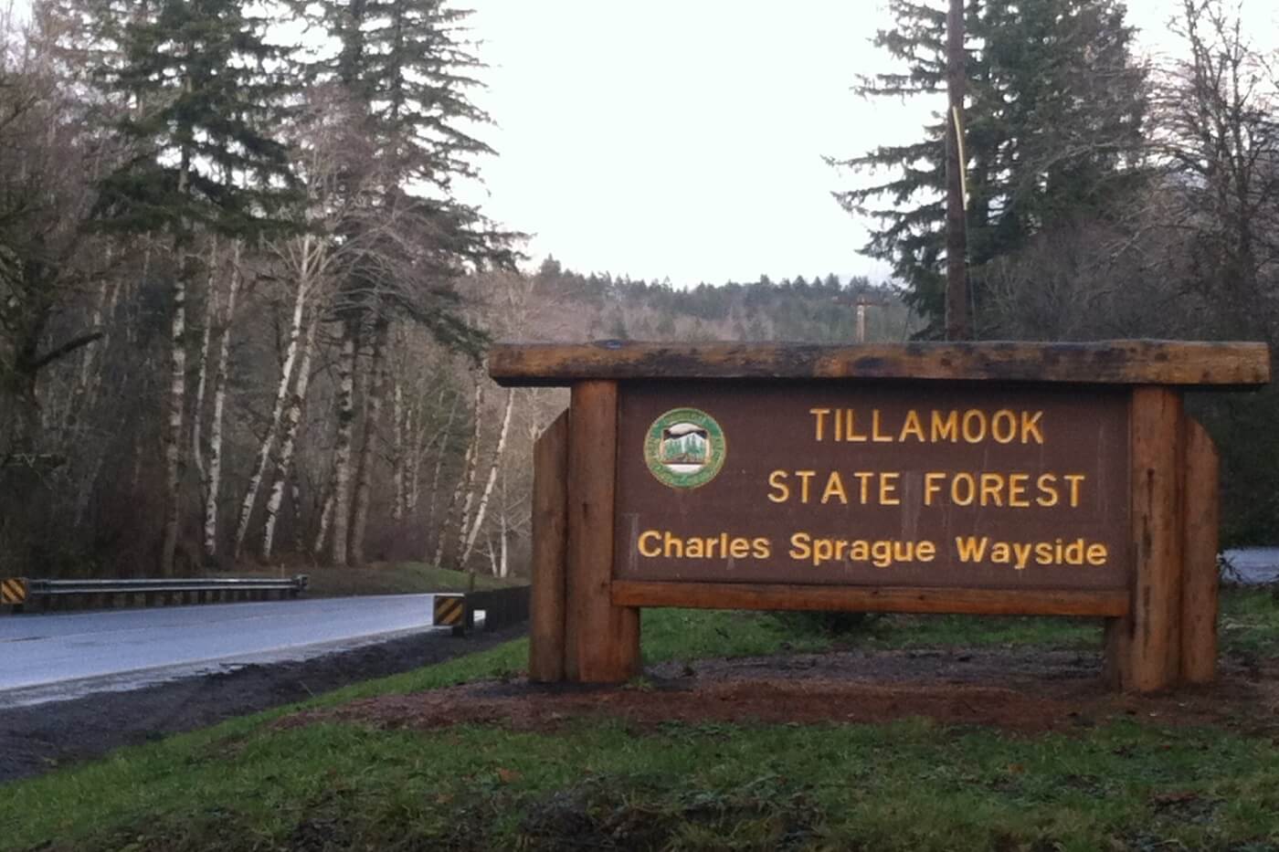 Tillamook State Forest Forest near Charles Sprague Way, at North Oregon Coast region